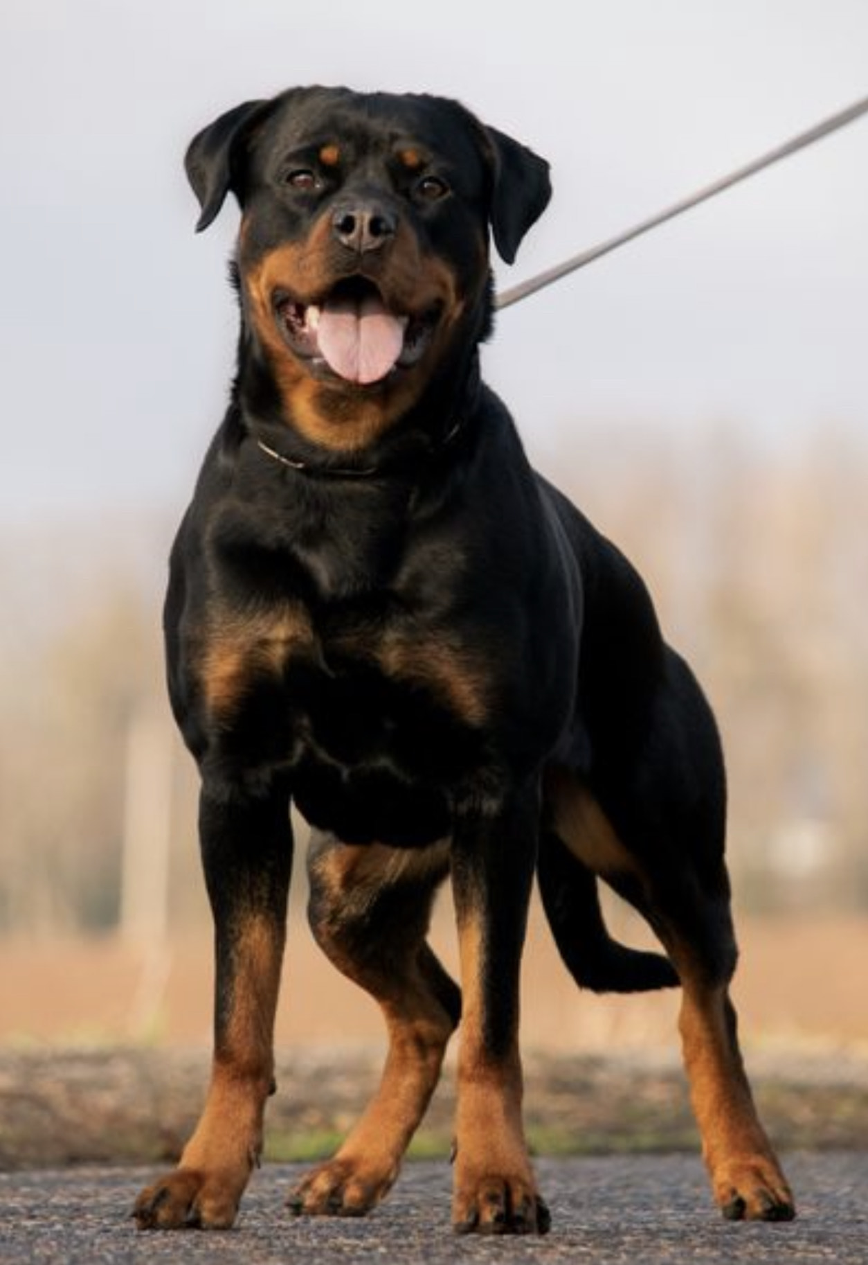 Rottweiler Trained Protection Dog For Sale